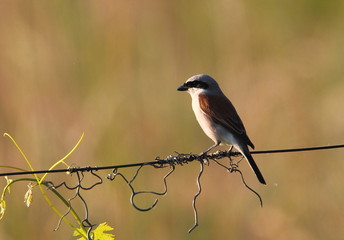 animal