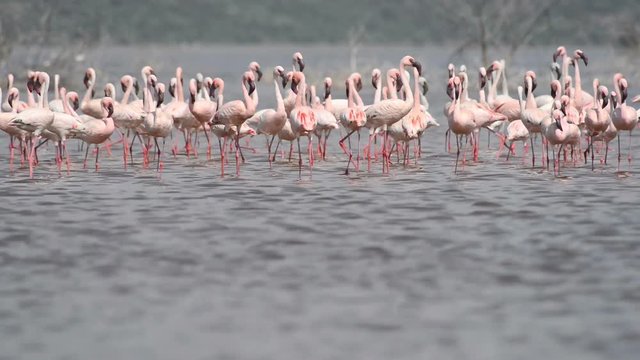 Lake Bogoria Flamingos