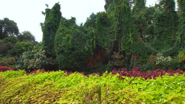 Panorama of Peradeniya Garden at Kandy, Sri Lanka