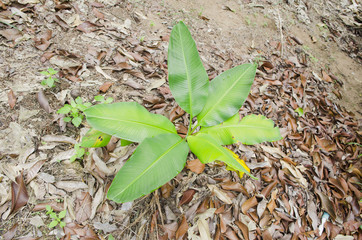 Banana tree. On top of a small banana tree near the ground.