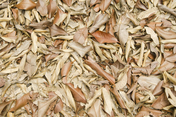 A lot of dry leaves lying on the ground