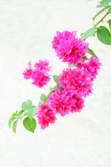 Bougainvillea flowers