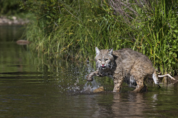 animal