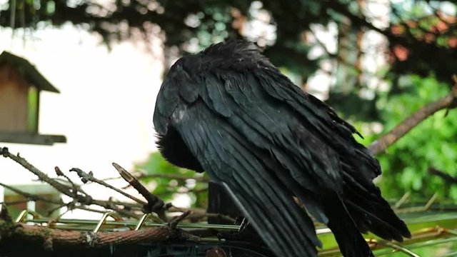 junge kr&auml;he, rabe, vogel