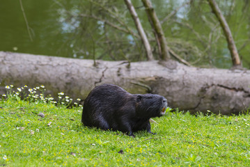 Nutria (Myocastor coypus)