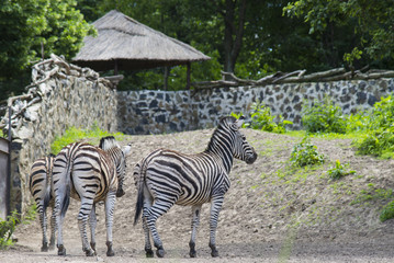 Fototapeta na wymiar African zebras