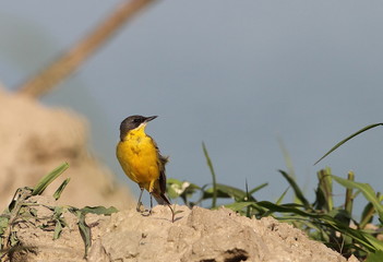 animal