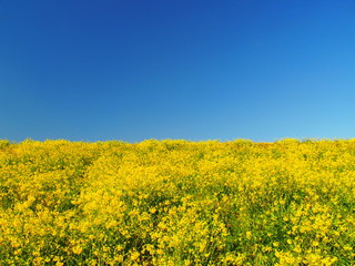 菜の花咲く土手と青空