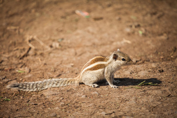 Indian palm squirrel