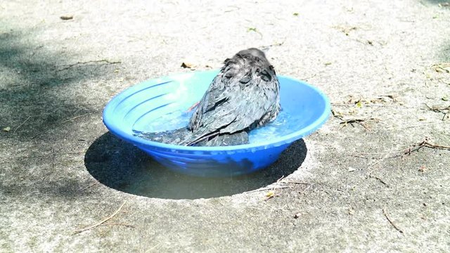 Kr&auml;he beim Baden im Wasser.