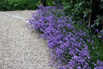 Lavendel Einfassung im garten  - obrazy, fototapety, plakaty