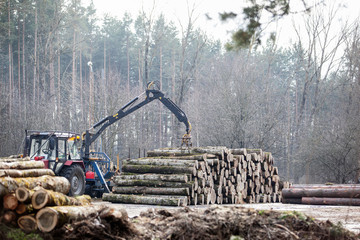 Forestry machine and fallen trees. Production and export