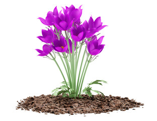 pasque flowers isolated on white background