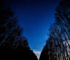Starry sky between the trees above the road.