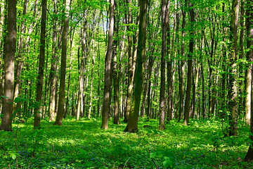Obraz premium forest in spring