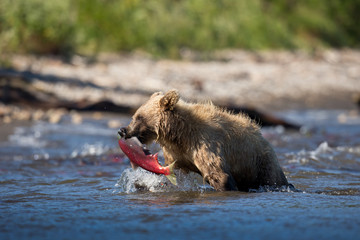 bear