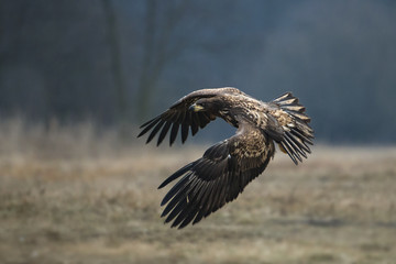 Obraz premium animal