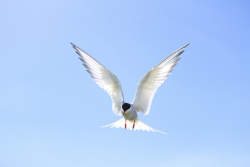Artic Tern hovers ready to swoop