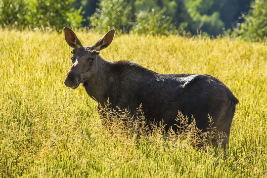 Young moose bull