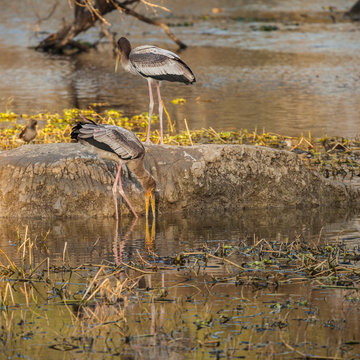 Painted Stork