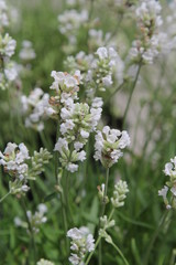 Lavandula angustifolia Alba Blüte