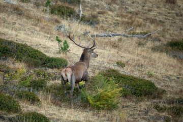 Obraz premium animal