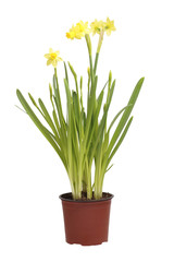 Flower of a daffodil in a pot.