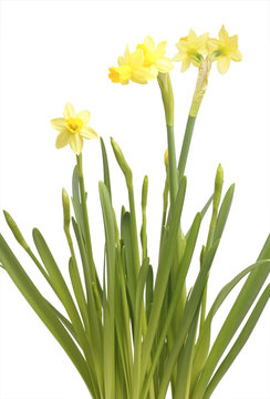 Flower of a daffodil in a pot.