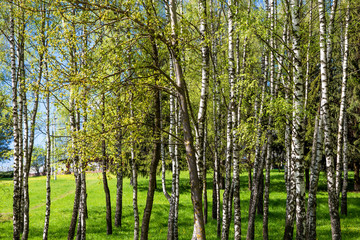 Fototapeta premium свежая весенняя зелень средней полосы России