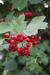 Schneeball Früchte im Herbst