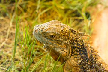 Chameleon