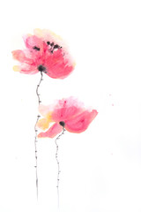 Stylized poppy flowers on white, Hand painted