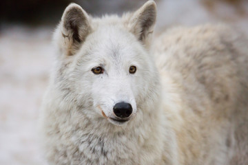Obraz na płótnie Canvas Сибирский волк