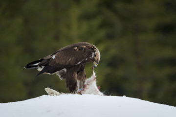 animal