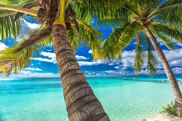 Beach with palm trees on the north side of tropical Moorea island