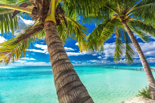 Beach With Palm Trees On The North Side Of Tropical Moorea Island