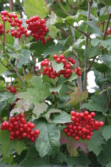 Viburnum opulus Fr&uuml;chthecke