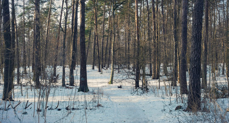 Beautiful winter woods at evening.