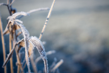 Schilf im Morgentau