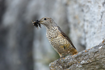 animal