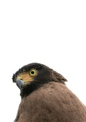  eagle closeup or falcon Peregrine beautiful on white background