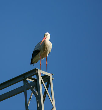 Ciconia ciconia perched on an electric tower