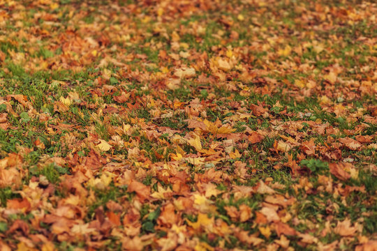 Carpet of fallen leaves. Colorful fallen autumn leaves.
