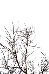 dry tree on white background