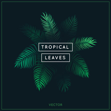 Tropical leaves. Exotic tree foliage. Green palm tree vector leaf and text on black background. Jungle theme design template for banner or poster. Vintage style frame. EPS 10.