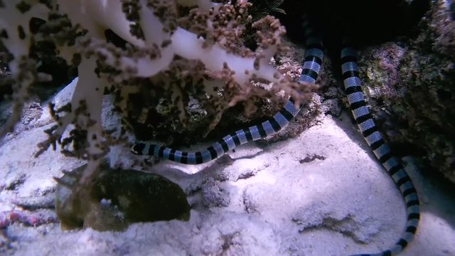 Black-banded Sea Krait or blue-lipped sea krait - Laticauda laticaudata, Oceania, Indonesia, Southeast Asia
