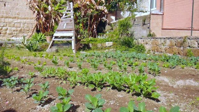 Vegetable garden on a sunny beautiful day