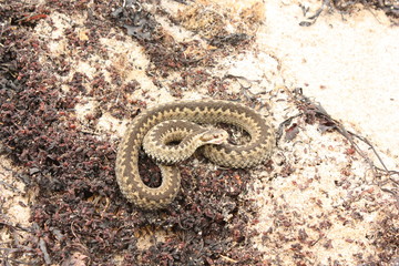 Гадюка обыкновенная. Vipera berus.