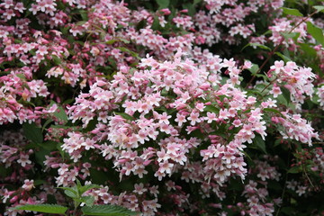 Kolkwitzia amabilis Blütenstrauch 