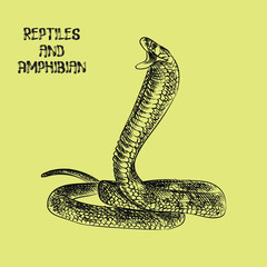 Fototapeta premium snake hand drawn sketch isolated on green background and green blob with drops. Reptiles and amphibian sketch elements vector illustration.